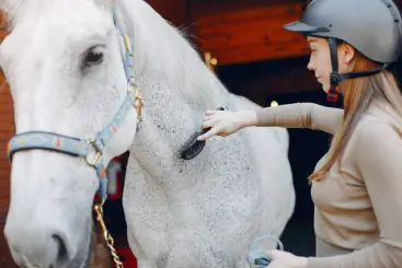 horse grooming