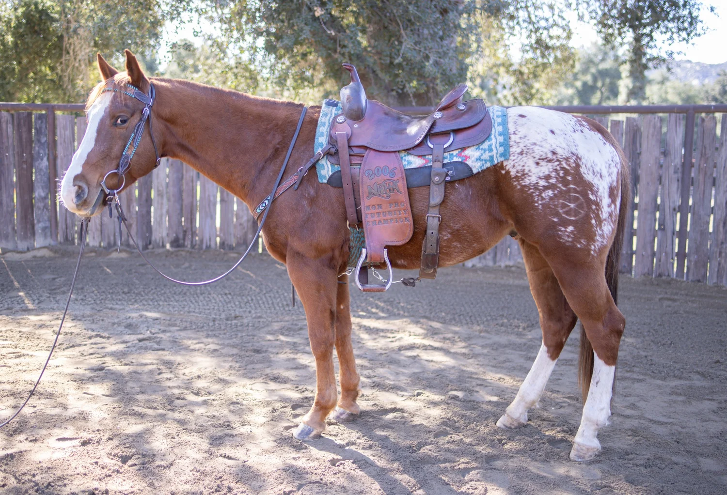 Comanche+saddle+left