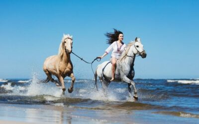 Things to Know Before Buying a Horse in San Diego
