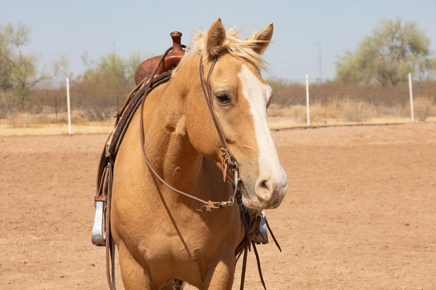 Maisy+saddle+right