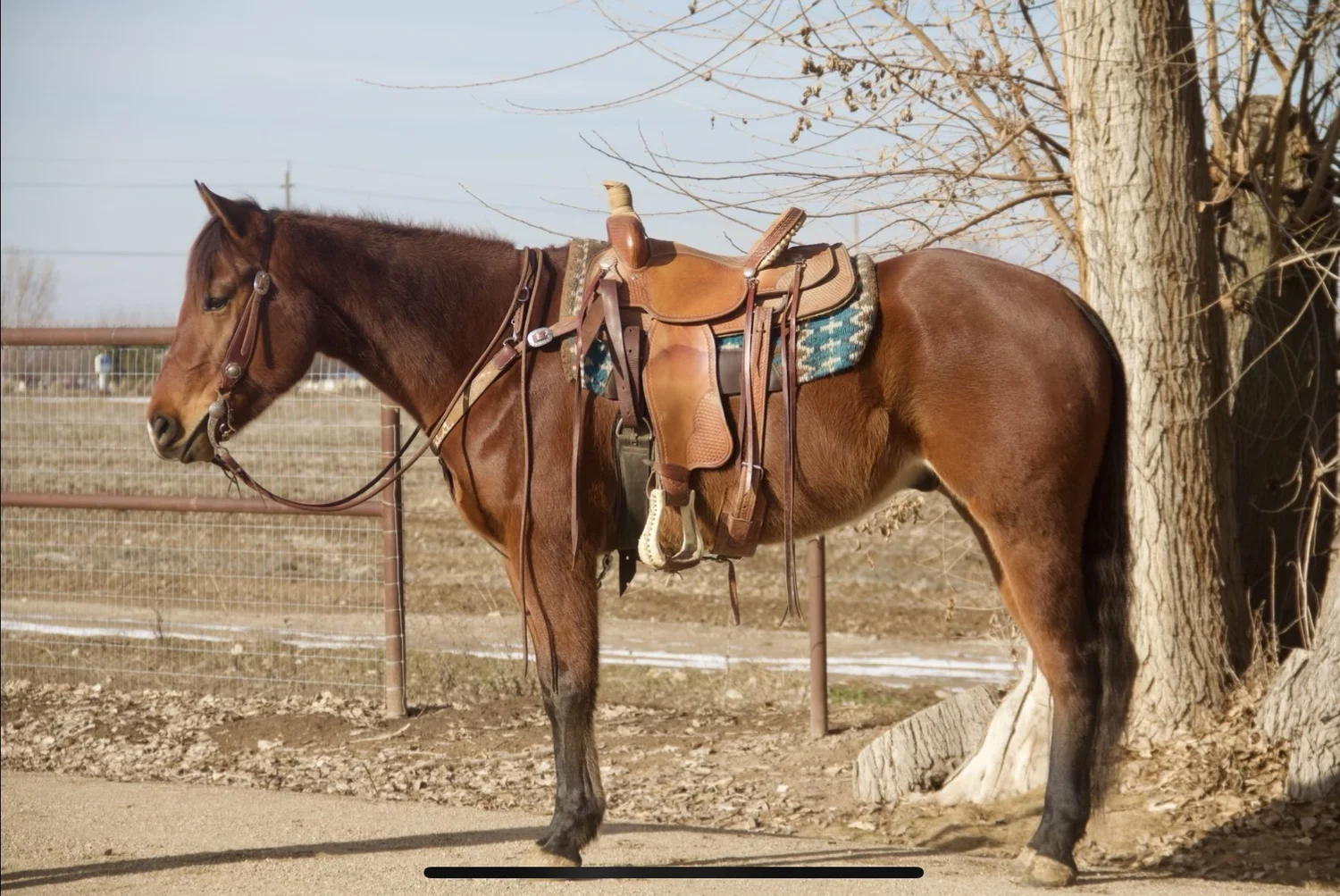 cash-horse