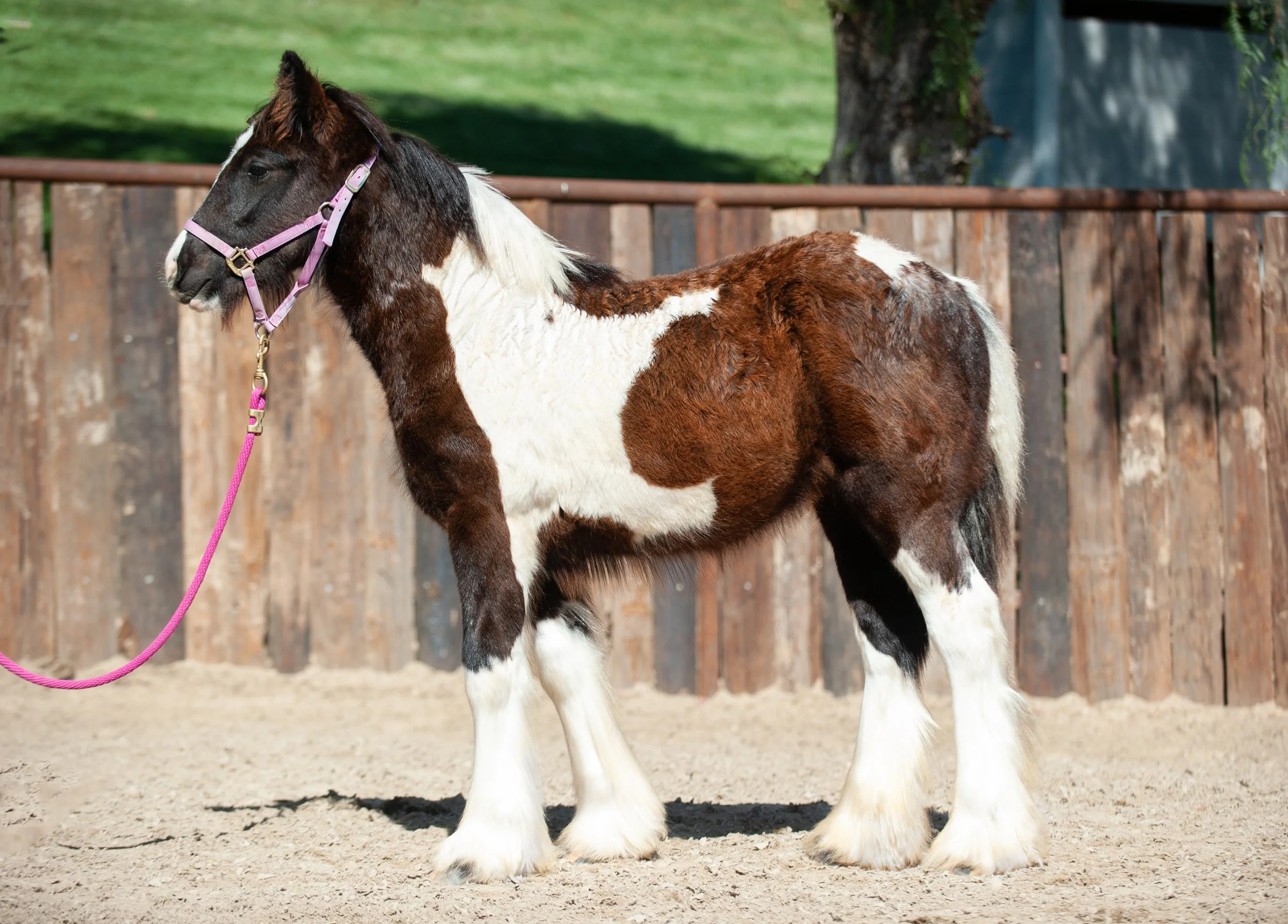 Boots+saddle+right