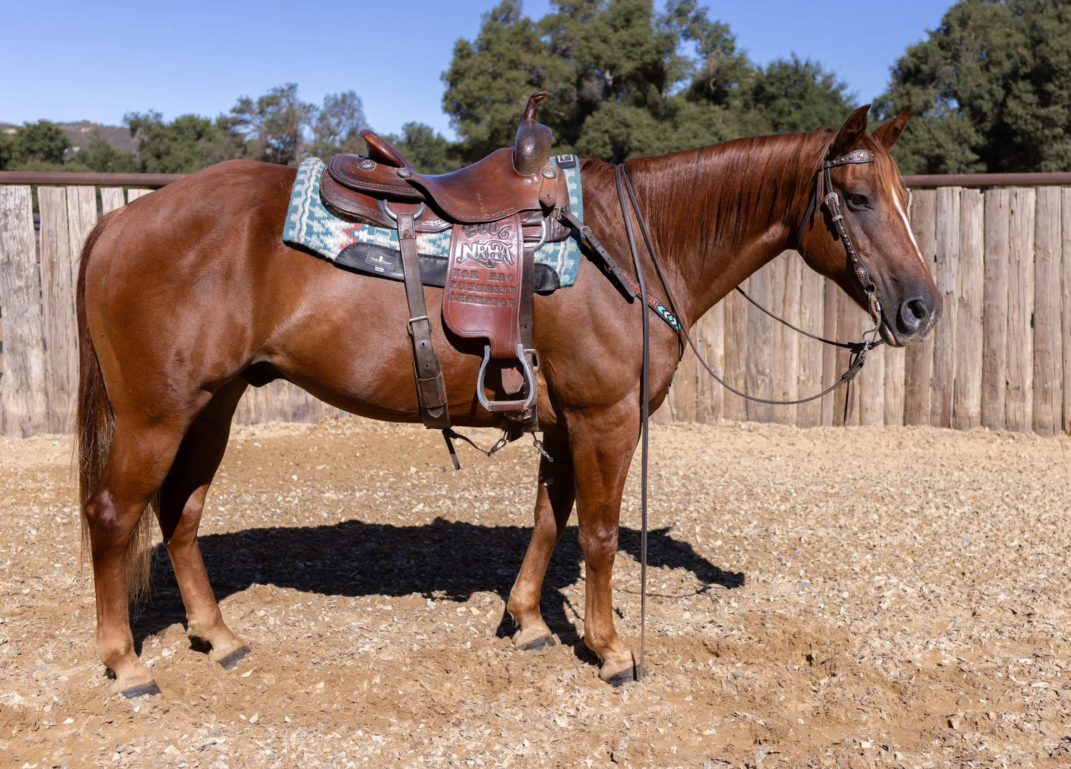 Jasper+saddle+right