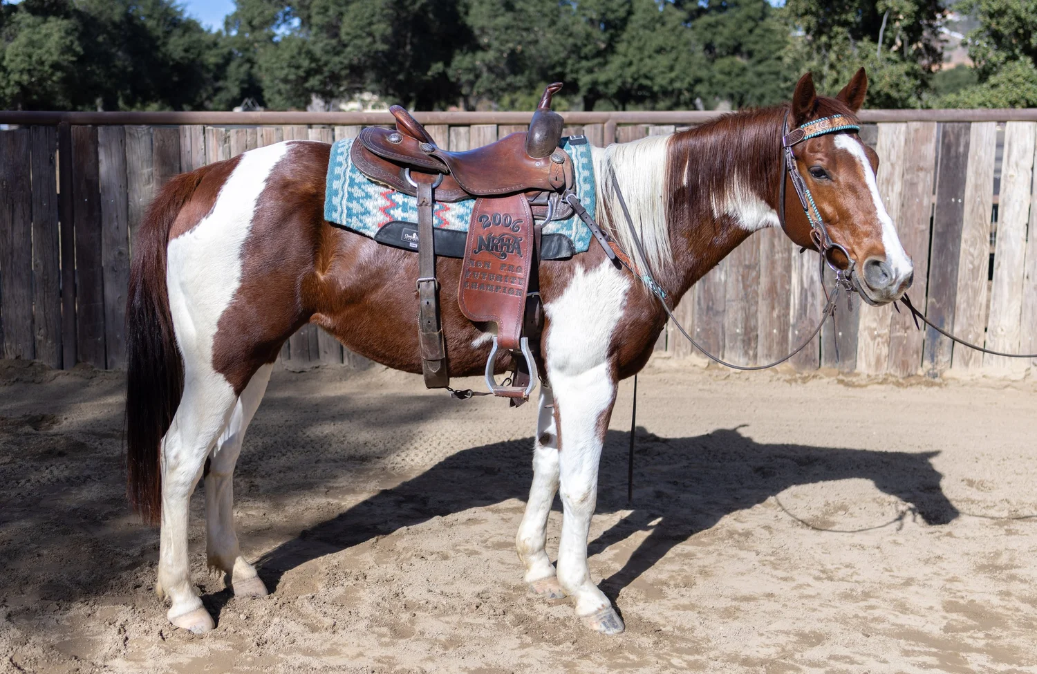 Maisy+saddle+right