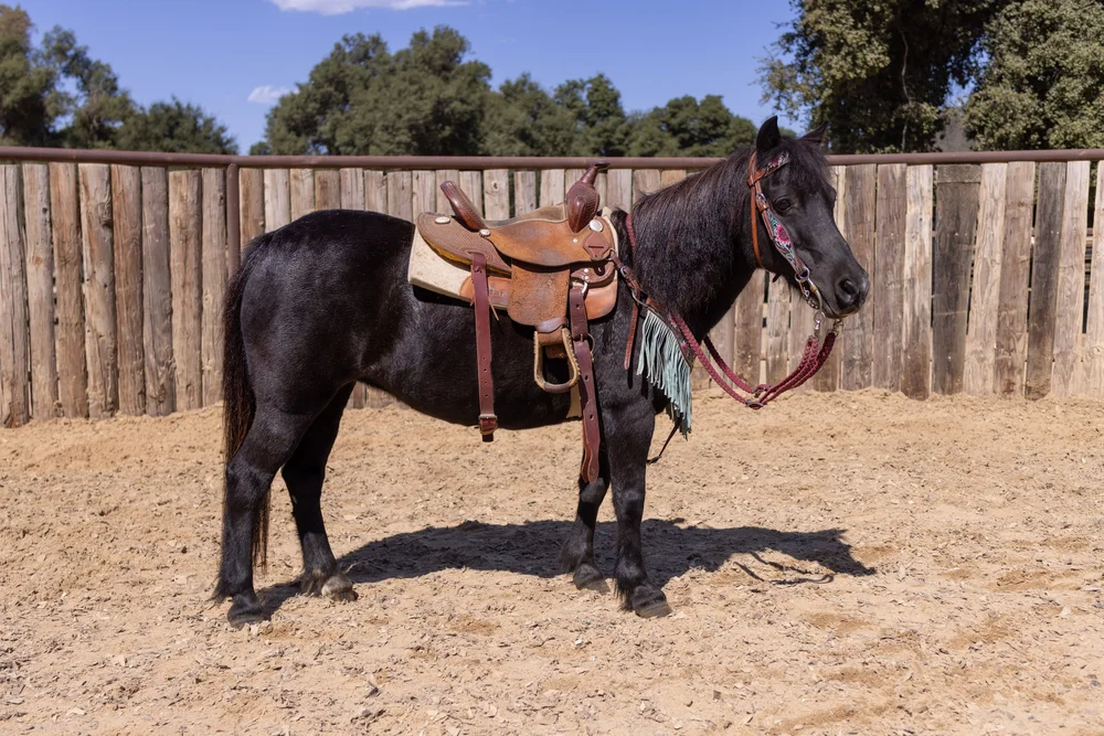 Willow+saddle+right