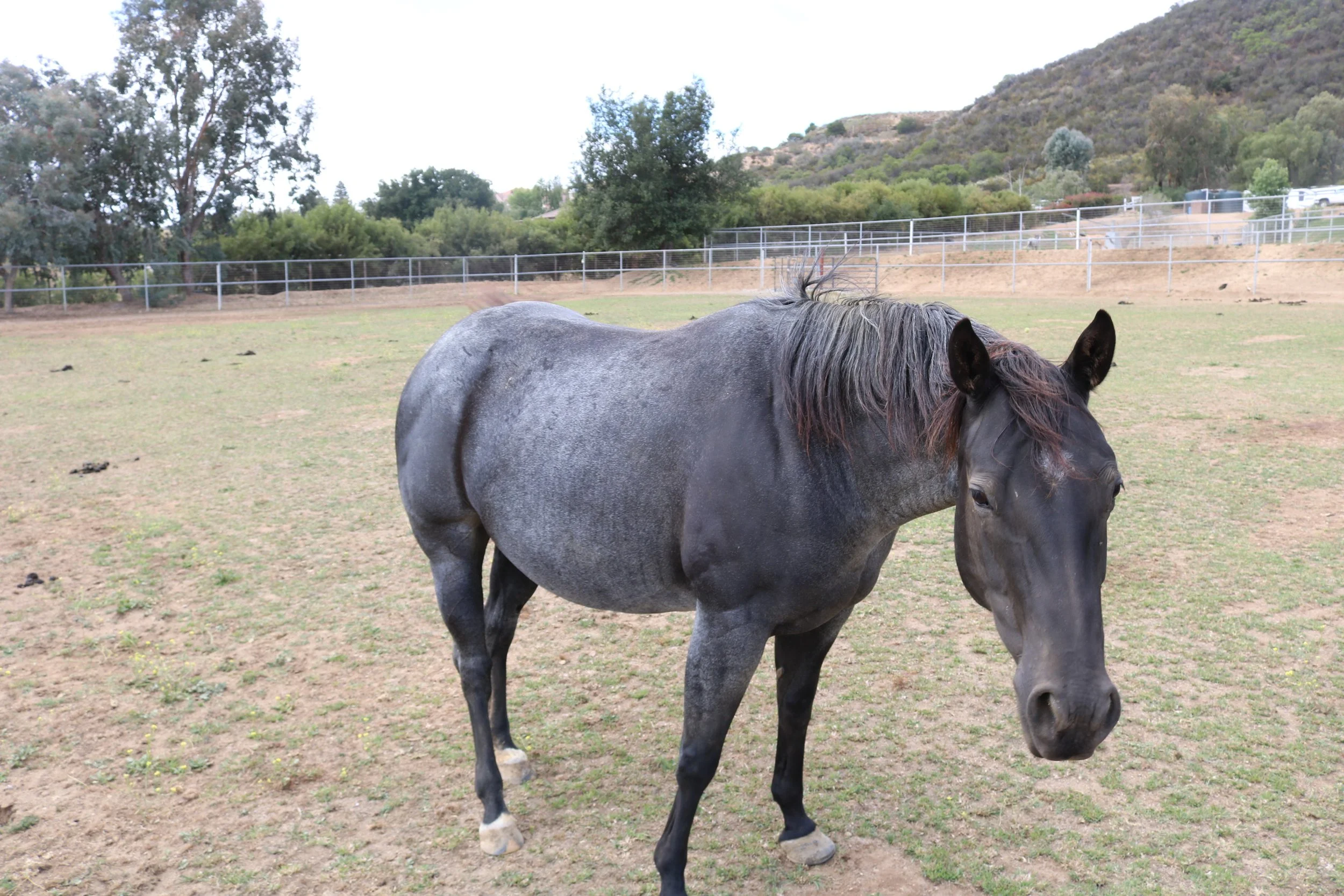 Boots+saddle+right