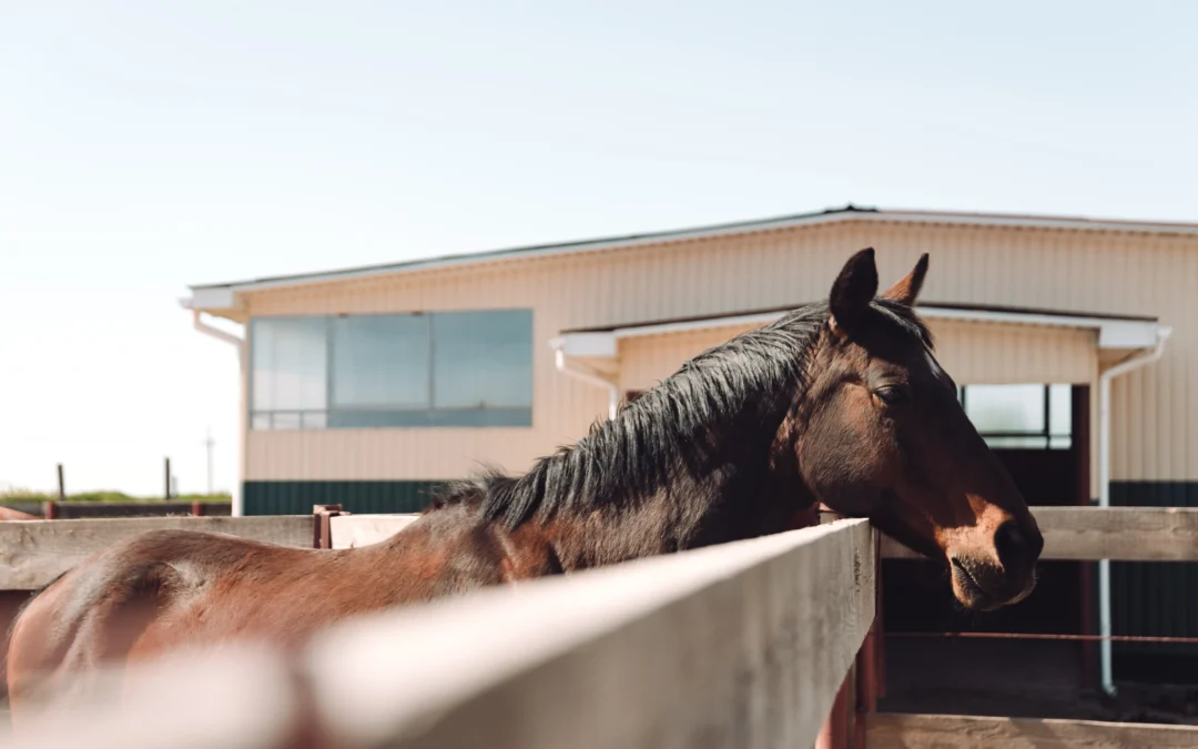 Why American Quarter Horse Prices Vary and How to Get the Best Value