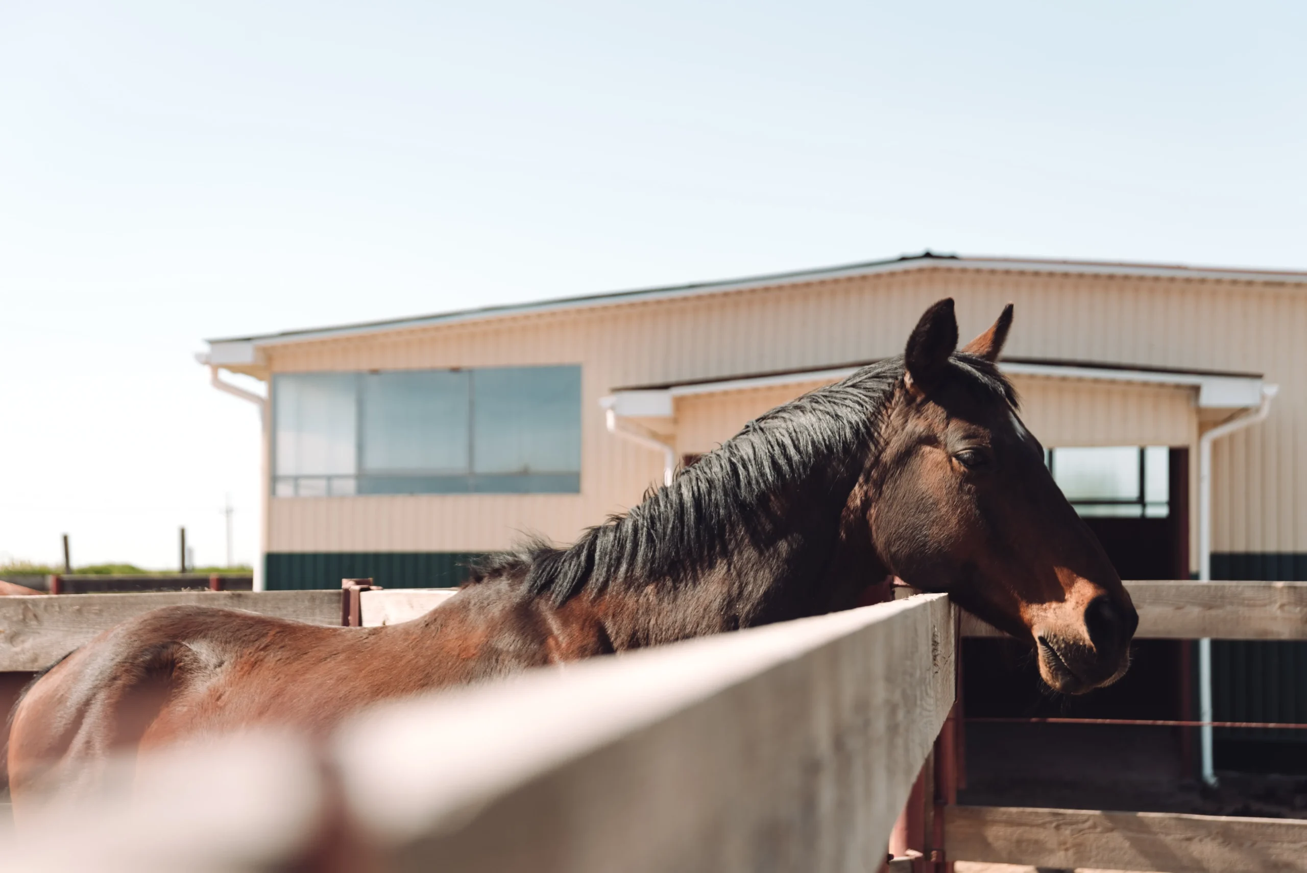 American quarter horse