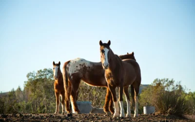 A Guide to Choosing the Right American Quarter Horse for Sale in Florida