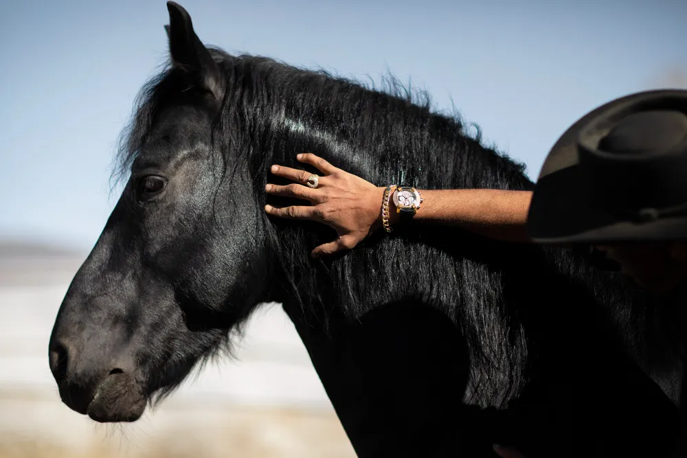 black stallion horse